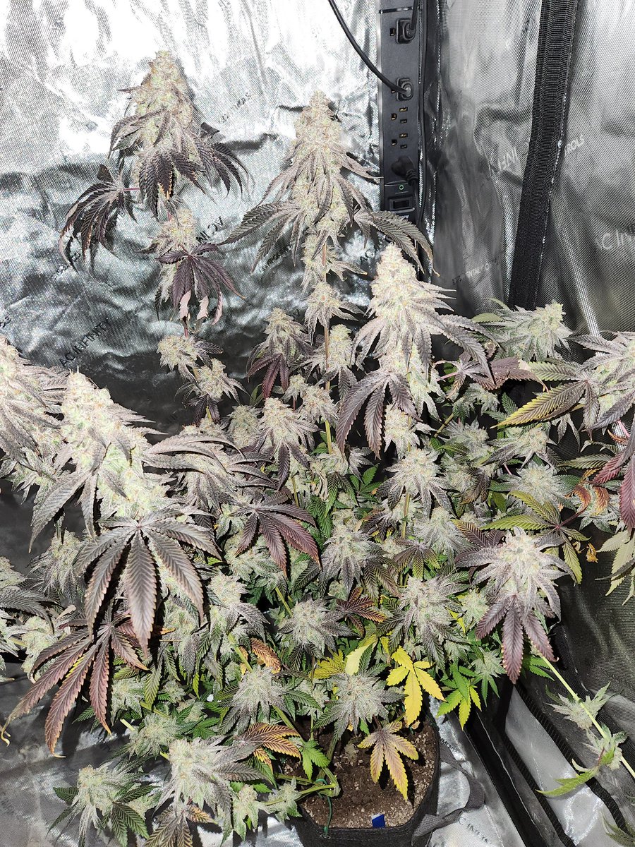 <a href="/koalapuffss/">Koala Puffs</a> <a href="/realtvape/">TVape</a> Quite simply if you love flowers and cannabis please just say it below haha 💯🤣