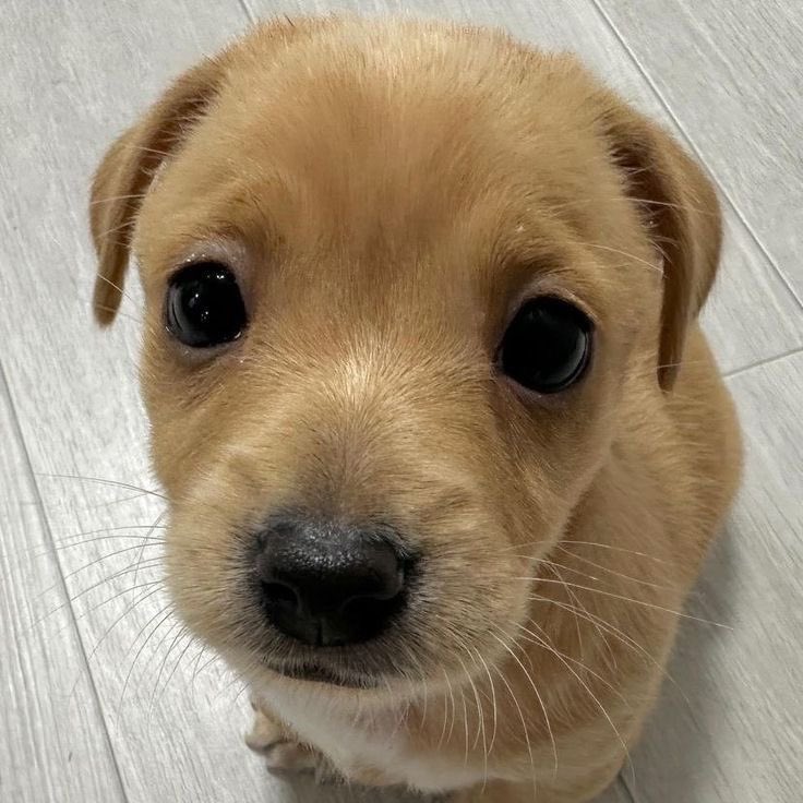 obeastlily's tweet photo. @plushiedeath Ur so cute like a puppy https://t.co/1lEYteGcJY