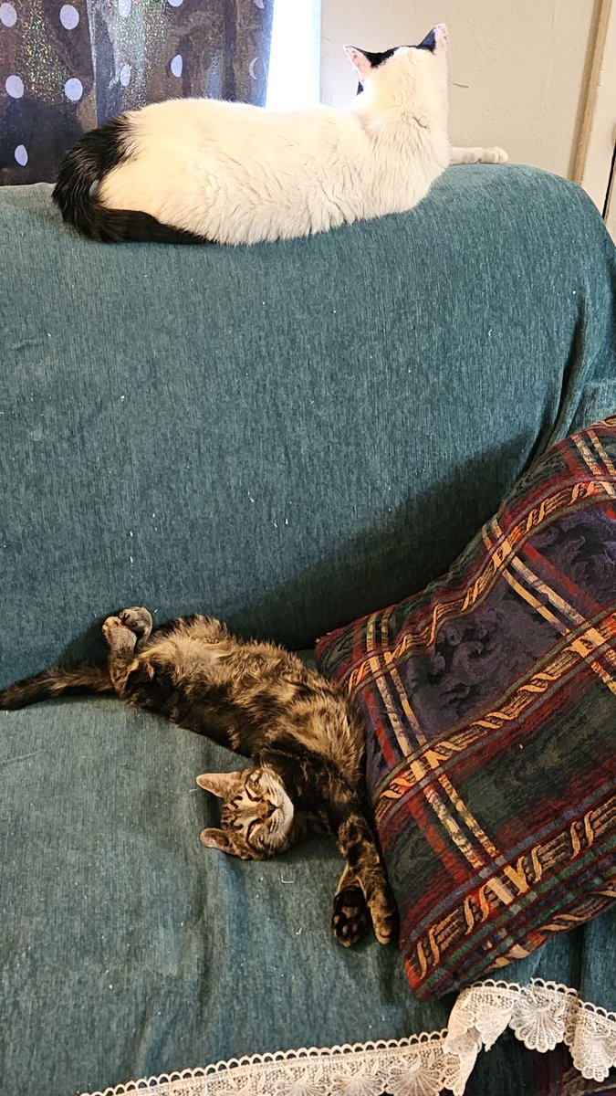 CicketCatto's tweet photo. i suppöse thîs īs nice......... https://t.co/ts7RvSxAt1