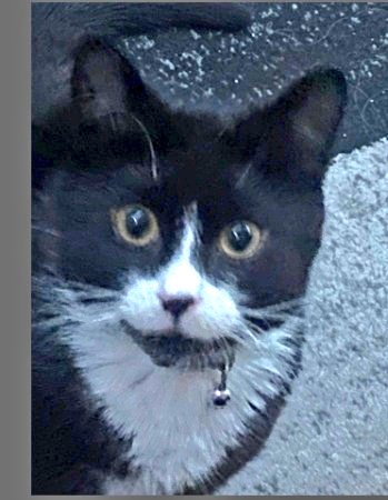 MeowMiya88's tweet photo. 📢🆘️🚨🇺🇲🗽😿⏳Please RT to find Grayson #NewJersey #NJ #missingcat #lostcat #leonia #CatsOfTwitter #CatsOfX @HAPetRescuer https://t.co/NMuMAbcWf1