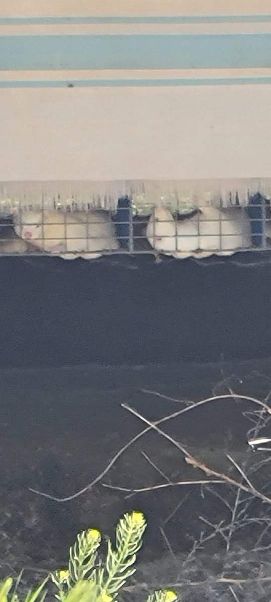 Mink caged on a Utah fur farm, 2024.