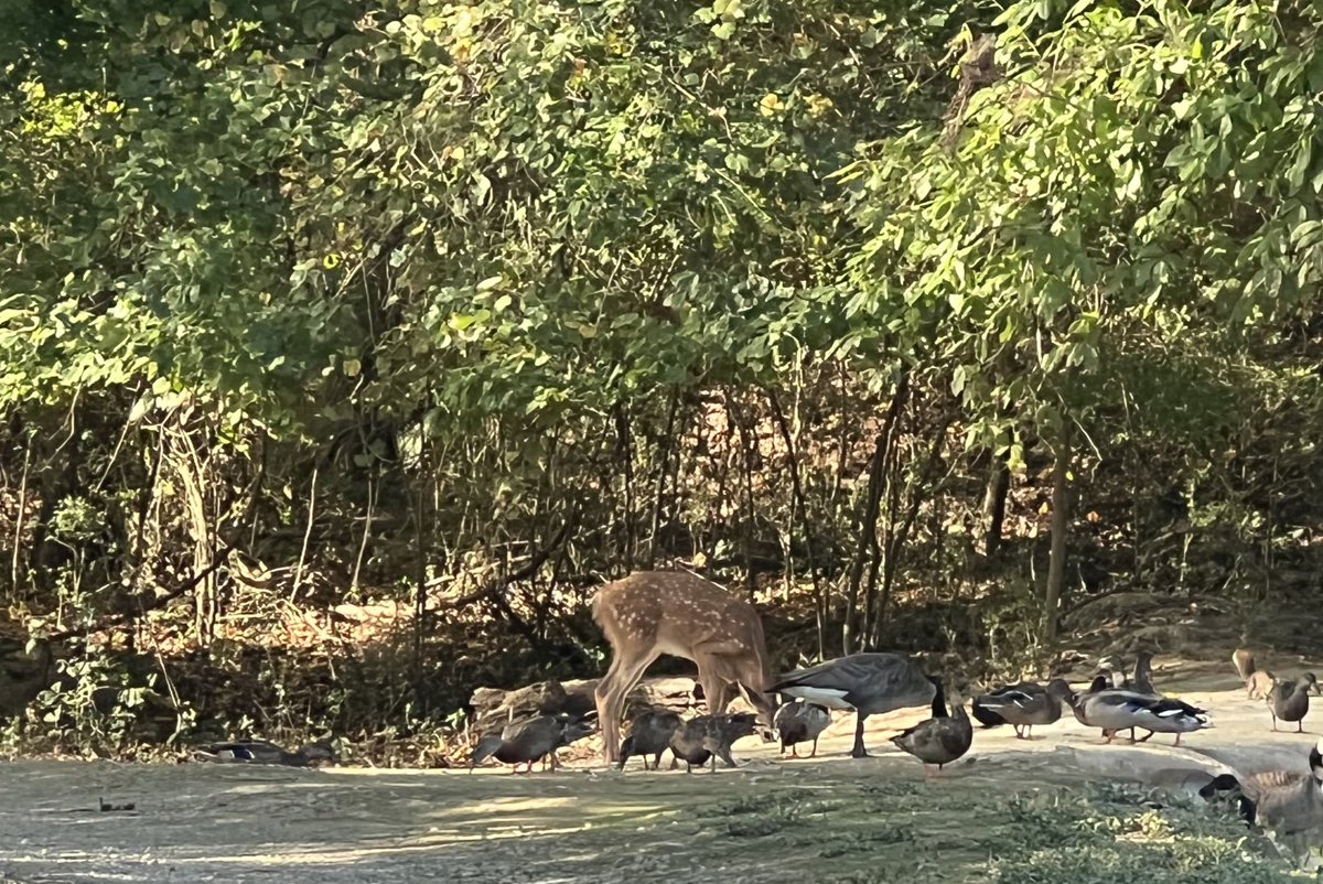 One of these is not like the other. Cracked corn is an equal opportunity feed at the pond.