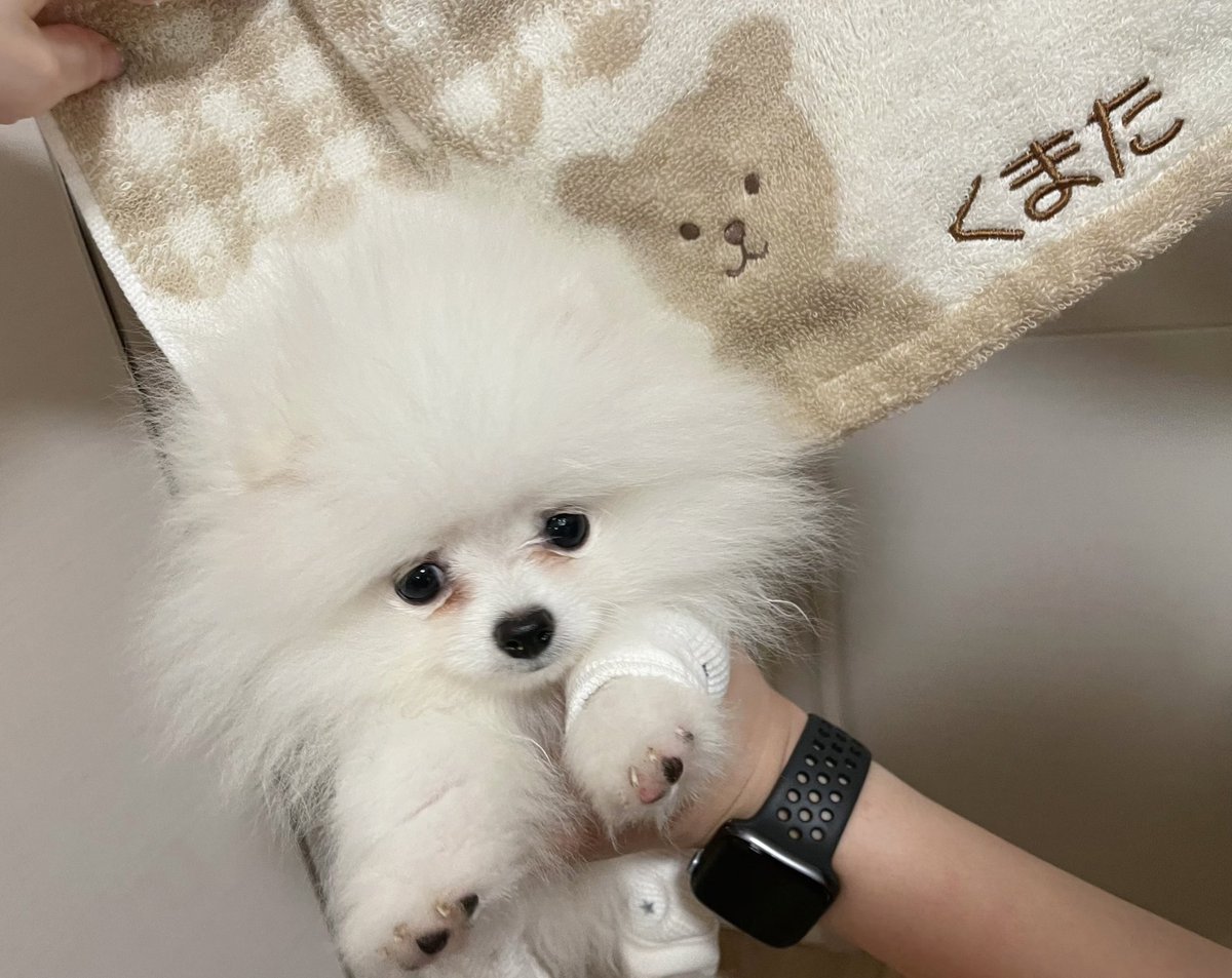 kumata_teddy's tweet image. 🐻‍❄️「はじめまして、くま太っていいます❕0才です」

#ポメラニアン
#犬のいる暮らし