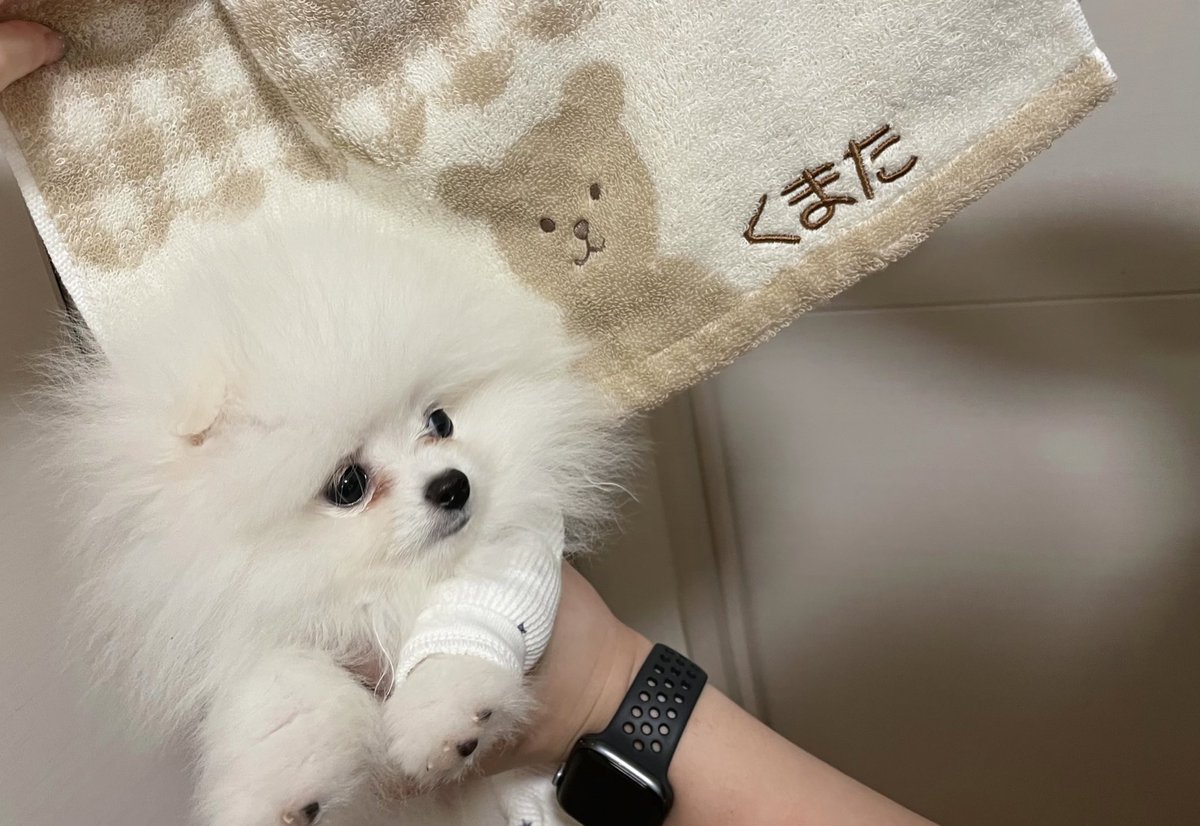 kumata_teddy's tweet image. 🐻‍❄️「はじめまして、くま太っていいます❕0才です」

#ポメラニアン
#犬のいる暮らし