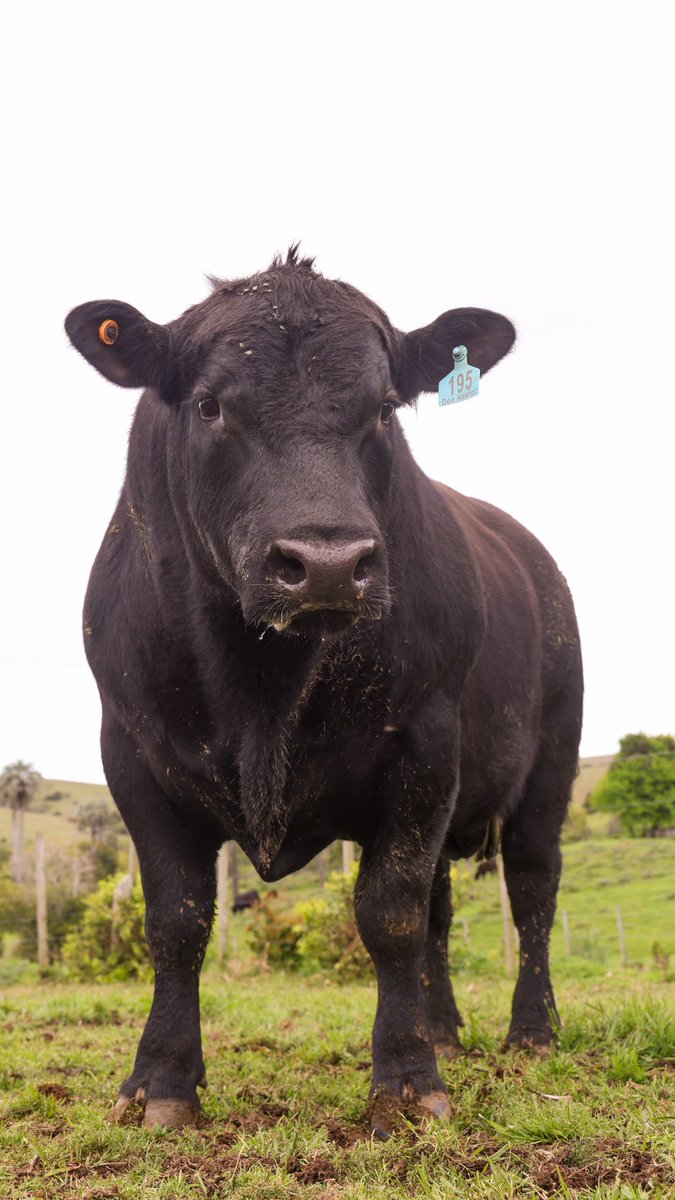 Pentaureo tweet media