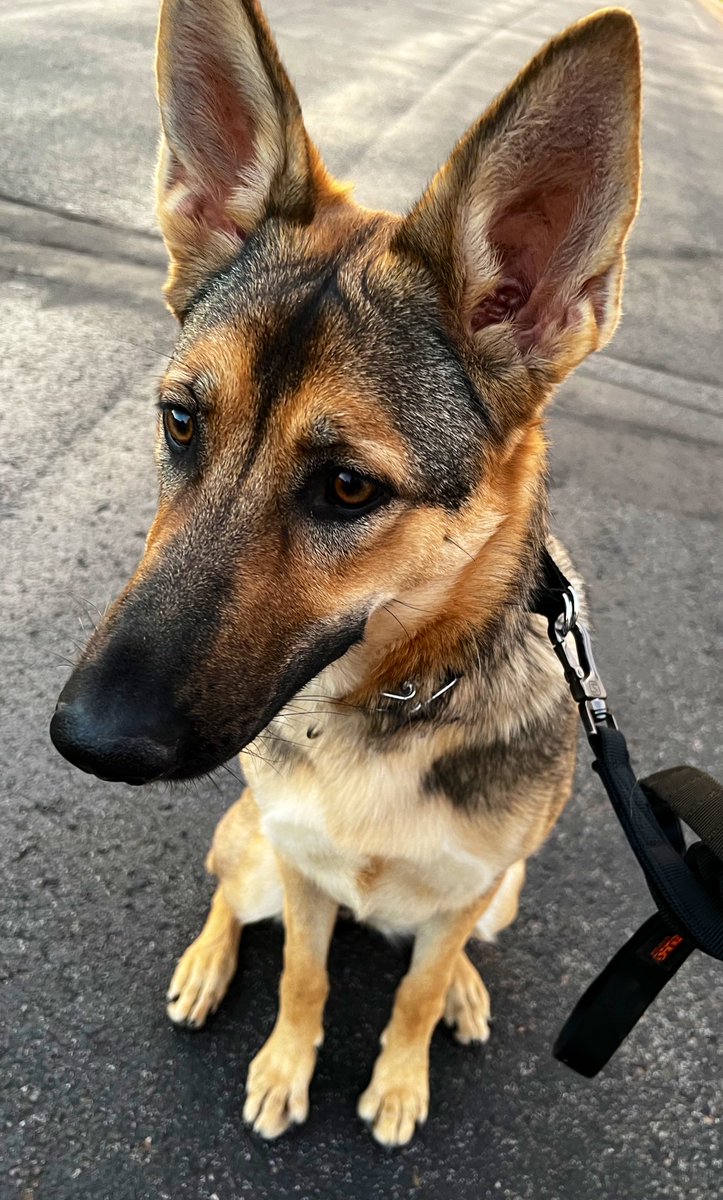 Still 84° at 7:30 but much better for dog walks 🙌🏻❤️

Good girl on alert at all times !