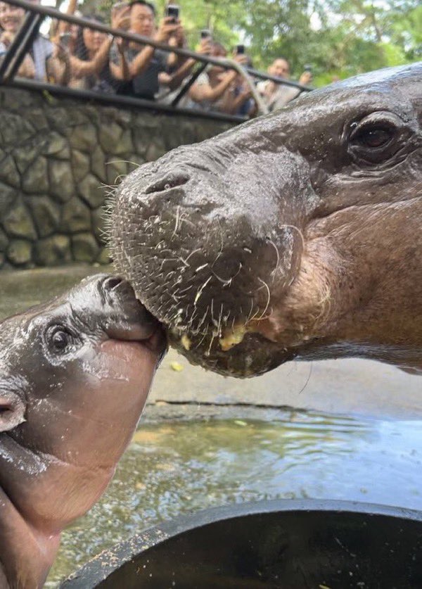 JimmyD046430668's tweet photo. Ahh Sunday. For minting #Modeng n chillin. 🦛🦛🦛 #Kaspa #ModengKRC20 https://t.co/EEaCAolVaI