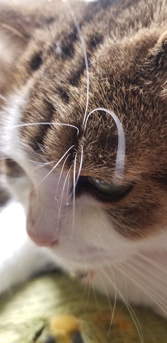 眉毛が長いよつばさん😆