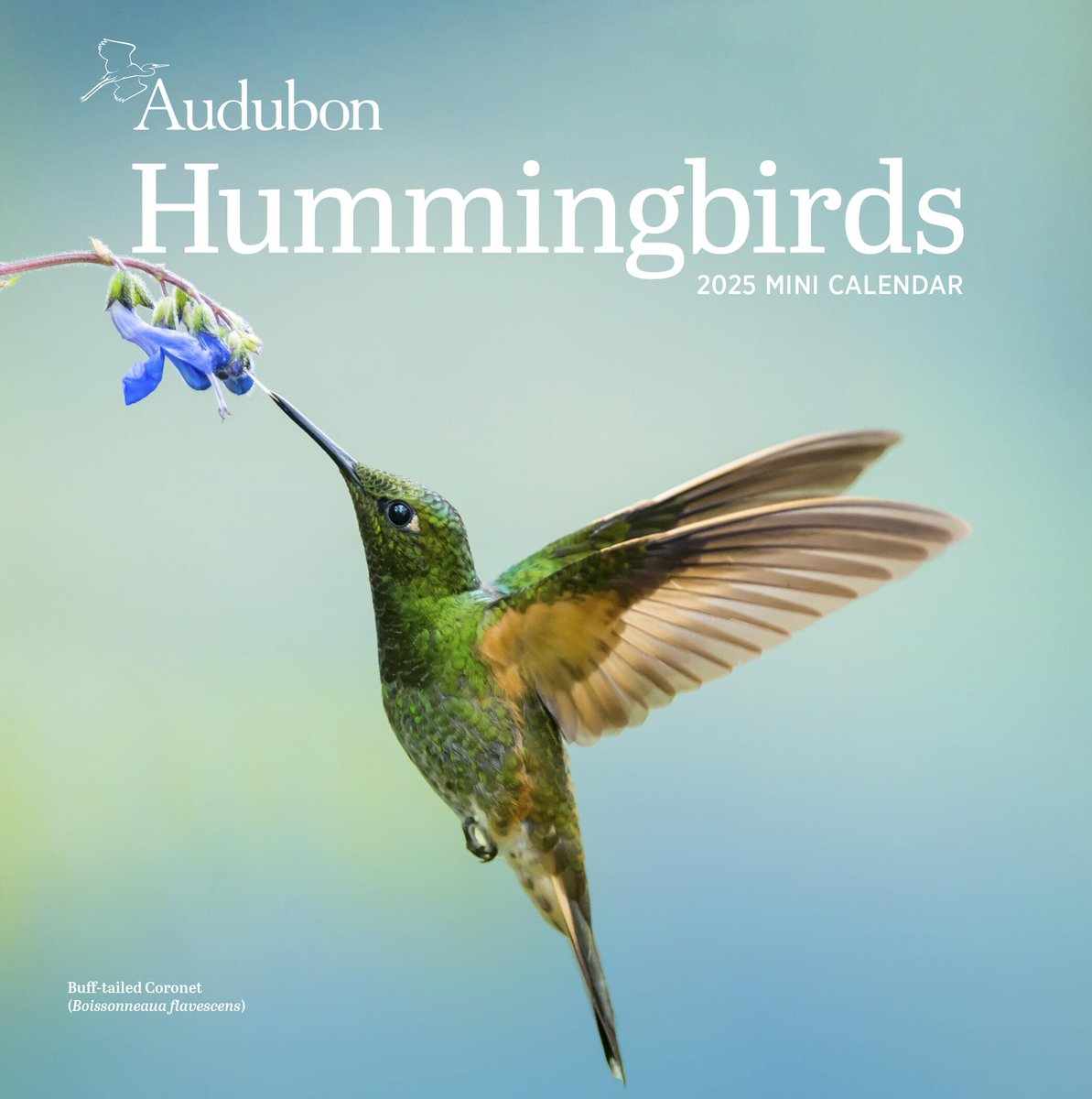 From full-sized wall calendars to adorable mini formats, Audubon calendars deliver a wide array of scenes from the natural world, all year long. Plus introducing our newest Hummingbirds Mini Wall Calendar, celebrating some of our most beloved species. bit.ly/4c7nz1T
