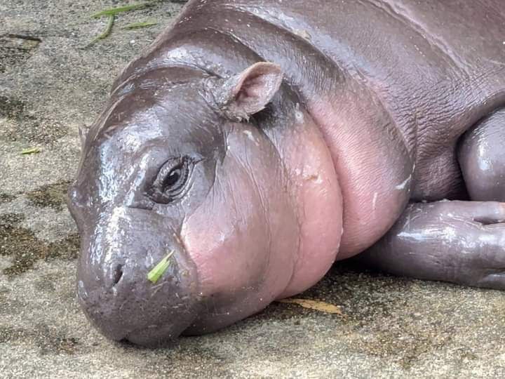 MooDengSOL's tweet image. Which Moo Deng are you today? 

#moodeng