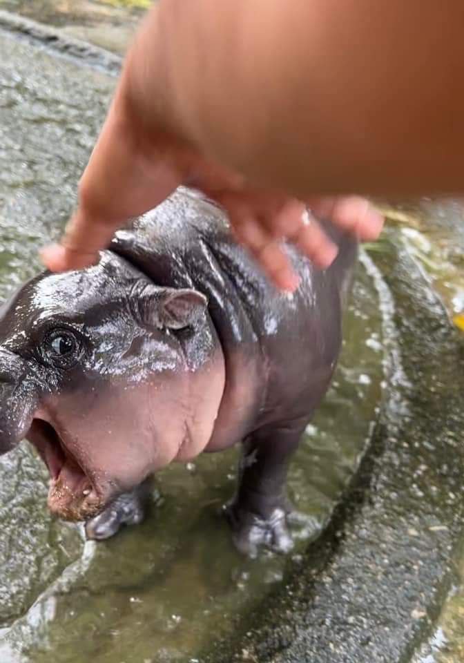 MooDengSOL's tweet image. Which Moo Deng are you today? 

#moodeng