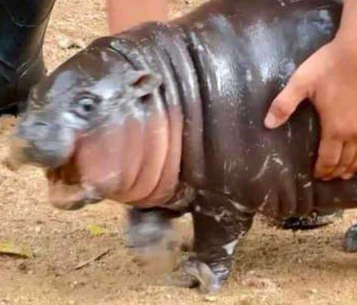 MooDengSOL's tweet image. Which Moo Deng are you today? 

#moodeng