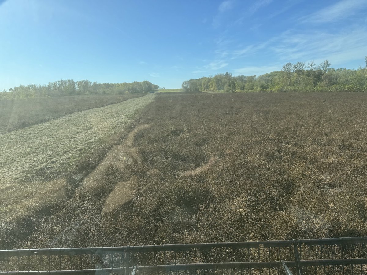 Sask Forage Seed Development Commission tweet media
