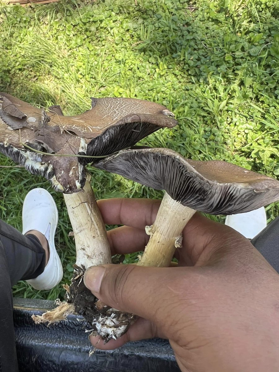 calandraforreal's tweet photo. I love it when my mushroom patches produce! https://t.co/fUqWUV5zyg