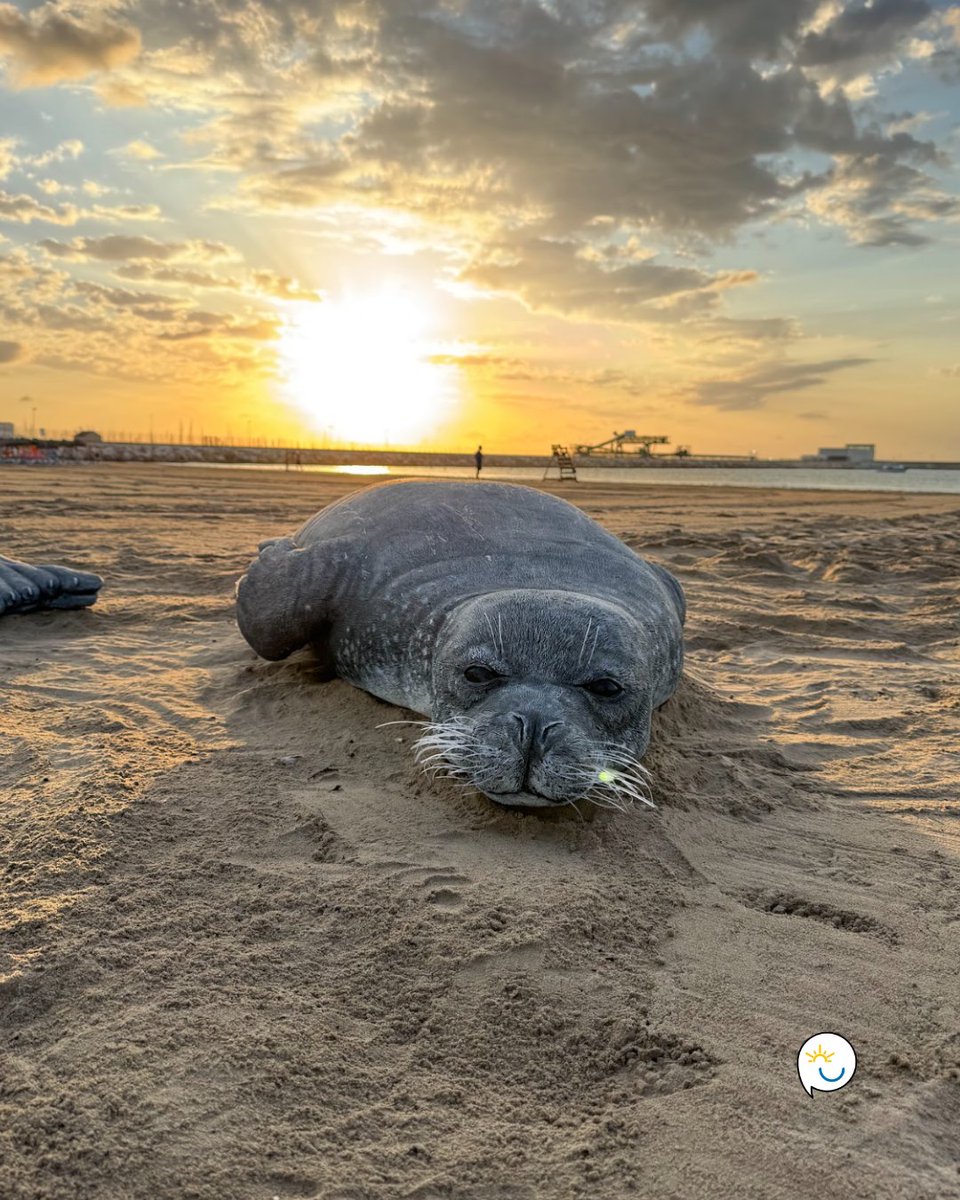 🌊🦭 ¡La Foca Monje vuelve a sorprendernos! Hoy, 29 de septiembre, podrás encontrarte con estas increíbles esculturas hiperrealistas en la Playa de Torrelamata, de 09:00 a 13:00. 🕒✨ ¿Te lo vas a perder?

<a href="/proyectomastral/">Proyecto Mastral</a>
<a href="/torreviejaayto/">Ayuntamiento de Torrevieja</a>
<a href="/torreviejaturis/">TurismodeTorrevieja</a>
<a href="/torreviejaua/">TorreviejaUA</a>