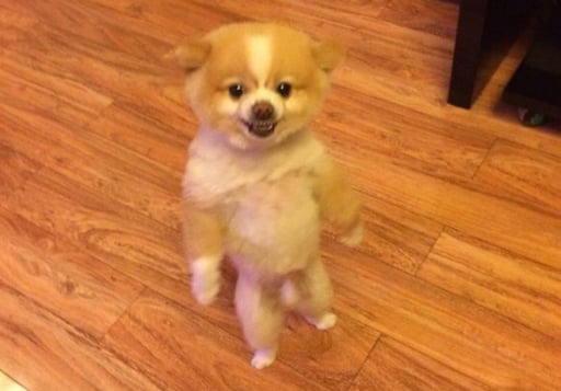 Happyybeanie's tweet image. $LOLDOG CODED

pump.fun/H8LW3afnmHYhvh…