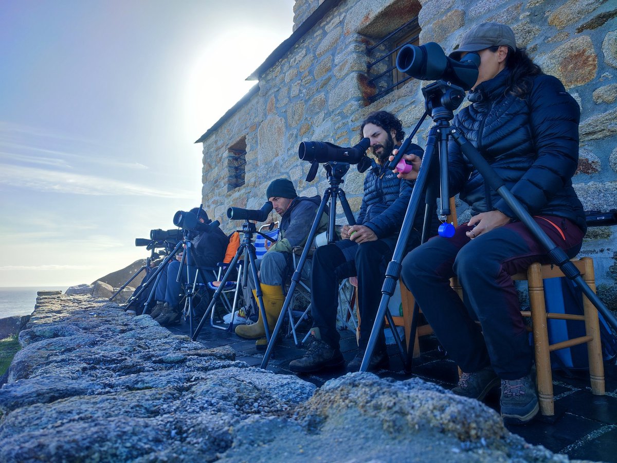 Estaca de Bares ayer:
9083 pardelas pichonetas
9072 pard sombrías (!)
2977 pard cenicientas
113 págalos pomarinos
197 pág parásitos
134 pág grandes
20 pág polares (!)
21 pág grandes/polares
5727 charranes patinegros (!)
1507 charranes comunes/árticos
1 barnacla carinegra
Etc!