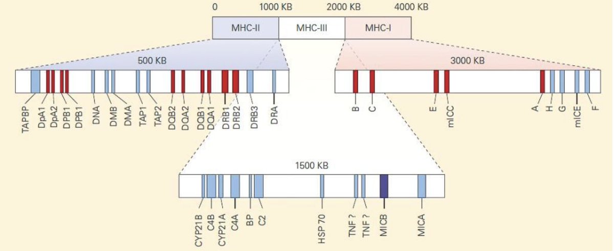 MeganSuspended's tweet photo. Tγδ cells.😤screwed.
#TCRcomplex #MHCmolecules #Tαβ #IL2 #Interleukins #Signalling #JAK3kinase #SCID #IL7R #CD132 #CD4 #CD8 #VaccinesKill
Listen Lovelies -- if you are vaccine injured and your T cell count is up shit creek - I hate to be the one to break it to ya mate.... but you might be on borrowed time.
For successful reconstruction of T cell immunity in the vaccine injured, it might be essential that the bone marrow donor and the vaccine injured recipient, match at least one HLA allele for MHC-I and one allele for MHC-II.
The reasons are twofold:
Firstly, we know that T cells are 'positively selected' in the thymus (epithelial cells) CD3 (DN) and not derived from the bone marrow, therefore proper 'positive selection' must occur on the host MHC allotypes.
Secondly, the Antigen-Presenting Cells necessary for T cell activation in the periphery and B lymphocytes, also derive from donor bone marrow, so in order for a donor-derived APC to activate a donor-derived T cell that's been 'positively selected' on the recipient's MHC, both donor and recipient's HLA allotypes must match.
What that means is - you need a twin.
Unless you've got 5 siblings because one in four of you should be a match. But it's long shot for us Westerner's to have big families these days, much less be on talking terms with them all.
So I think the elephant in the room needs addressing and maybe us adults, can put him on the table, that way if anyone wanting to discuss it, they don't feel they have to self censor.
You might end up considering that your only valid treatment option is 'genetic therapy' to reverse engineer this nightmare. Or perhaps there's a monoclonal antibody treatment that'll reactivate your silent pathways.
I got asked about this subject a couple of years ago from one of my favourite followers -- I explained to her that I'll fight to the death to abolish vaccines, I'll do everything in power to stop that evil.... but I'm never going to stop another human being from choosing a treatment or therapy for their own life & their own circumstances.
For the record, I am 100% certain, that every immunogenetic deficiency the mRNA technology will attempt to fix, was caused by vaccines in the first place.
But there's a big difference from injecting vaccines into brand new, beautiful, perfectly healthy, bundles of baby joy, for no reason at all - compared to someone personally choosing a therapy for a sickness, disease or ailment that they are suffering through and want treated. And I think this difference might be lost on a lot of people. Nobody is good with nuance these days.
Anyway that's my 2 cents for now 😊
Figure 1 :
The MHC molecules are glycoproteins encoded in a large cluster of genes located on chromosome 6. They were first identified by their potent effect on the immune response to transplanted tissue.
For that reason, the gene complex was termed the ‘‘major histocompatibility complex.’’ MHC genes (called the H-2 complex in mice)were first recognised in 1937 as a barrier to transplantation in mice.
In humans, these genes are often called human leukocyte antigens (HLA), as they were first discovered through antigenic differences between white blood cells from different individuals.
MHC is the term for the region located on the short arm of chromosome 6p21.31 in humans and it contains more than 200 of our genes. (mice chromosome 17)
Figure 2
Schema of activation of a T cell producing IL-2 when it receives two signals. Panel B: In contrast, a T cell receiving only signal 1 and not signal 2 acquires a state of anergy with no production of IL-2.
Antigen-Independent T Cell Development
T Lymphocytes Develop in the Thymus