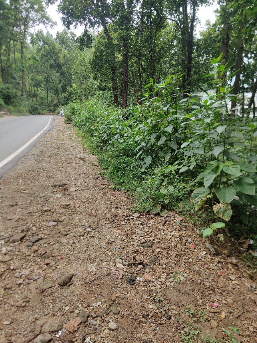 palden_nam25195's tweet image. @cleanify_vet ....forest roadside clean up.
Complete today&apos;s challenge...#daap