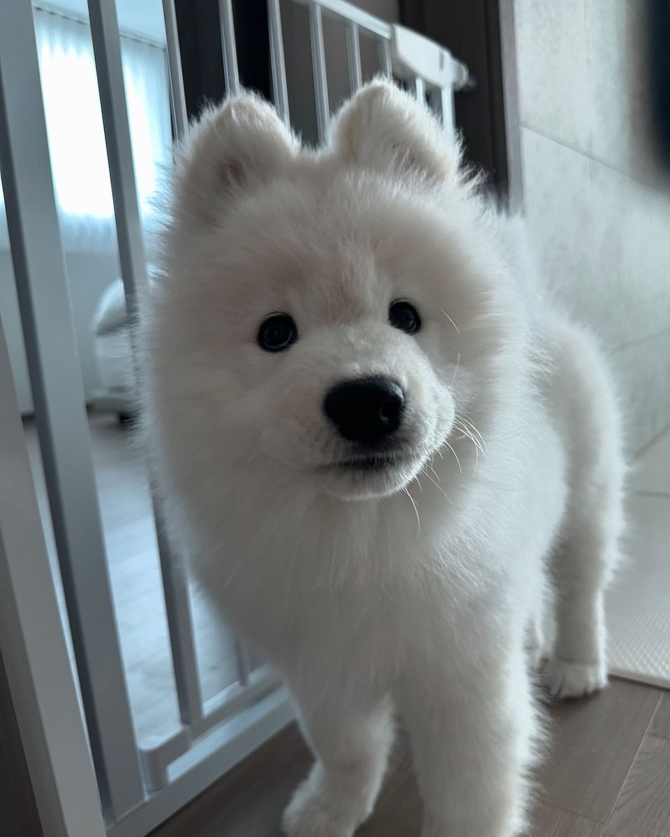 dogs so cute that could save the world (@dogssaveworld) on Twitter photo 