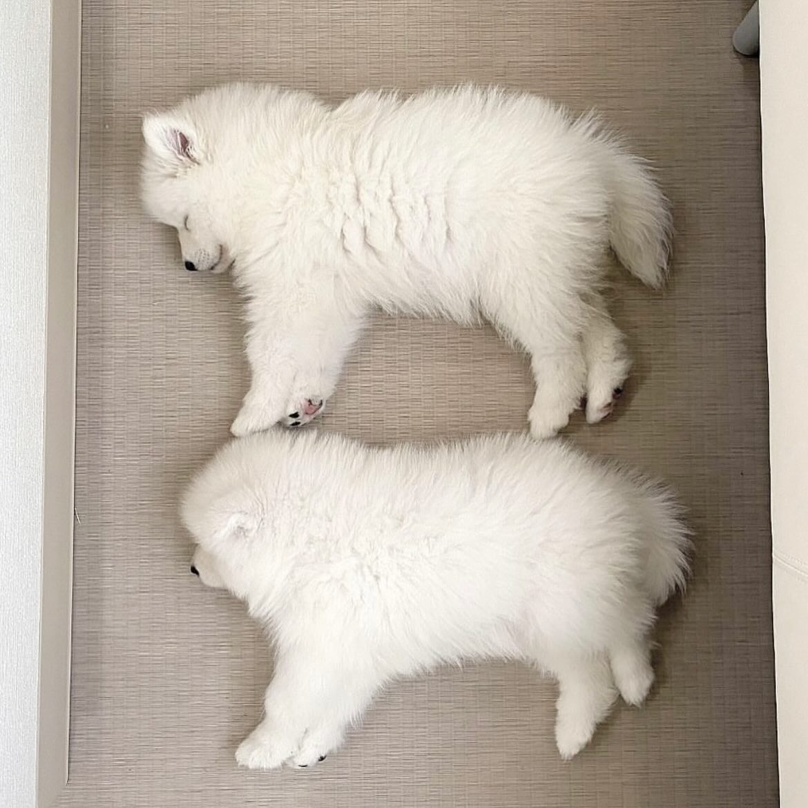 dogs so cute that could save the world (@dogssaveworld) on Twitter photo 