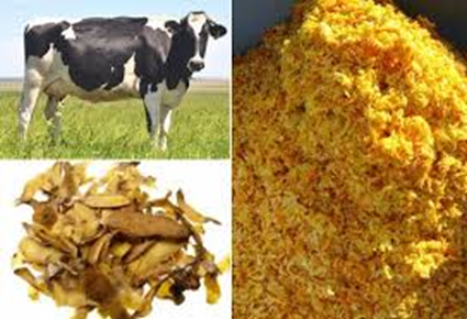 6/ La industria de los zumos produce miles de Tm de desperdicios en forma de peladuras de los cítricos y otras frutas. Dónde van a parar esos desechos? Al pienso del ganado!
El ganado recicla!