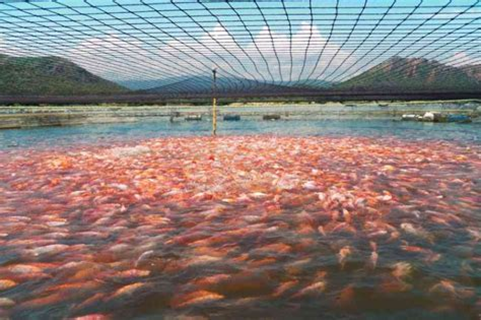 9/ Restos de pescado que no se consumen: tripería, escamas, cabezas se molturan tratan y añaden al pienso de lechones y pollos o como alimentación de peces de acuacultura.
El ganado recicla!