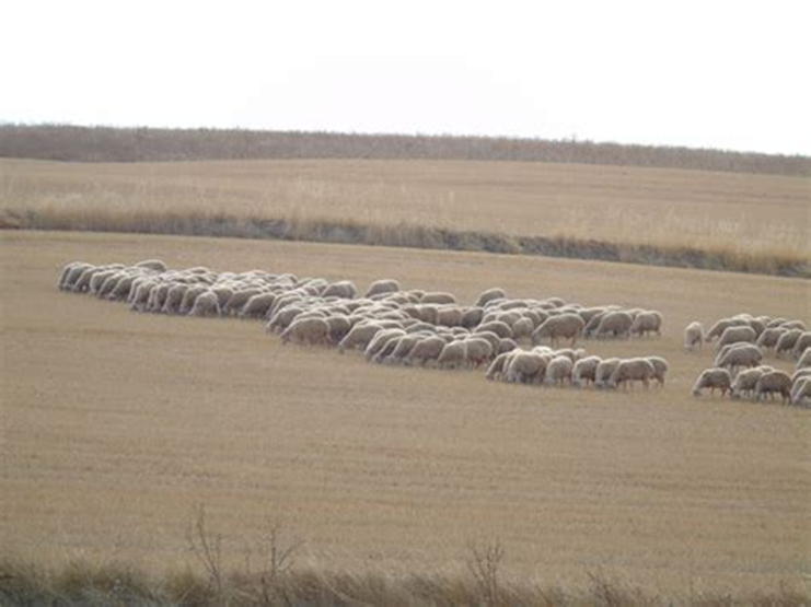 11/ Y además, los animales aprovechan recursos sin valor, como los rastrojos -lo que queda una vez se ha cosechado el cereal- para darnos leche, lana y carne