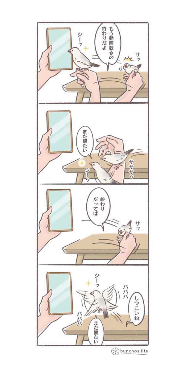 文鳥動画を終わりにしたいかいぬしとまだまだ観たい1号の攻防(日々の風景)
#文鳥 
#4コマ漫画 