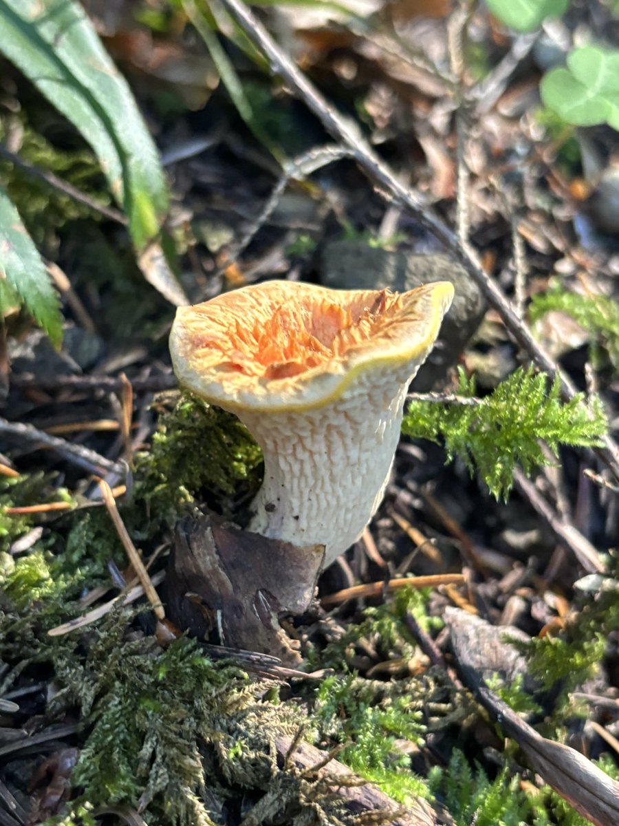 AubreyfrmOregon's tweet photo. Found some cool mushrooms and a ghost pipe plant on my day trip✅ #oregon #autumn #mushrooms #ghostpipe #estacada #theshrine https://t.co/nlnS74cmsP