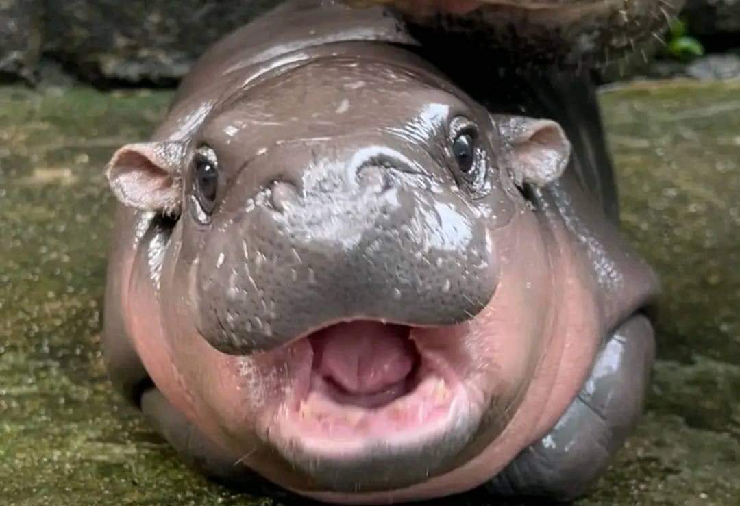 KhaokheowZoo's tweet photo. เช้านี้ (29 ก.ย.)นักท่องเที่ยวเยอะแต่เช้า🦛📈
#หมูเด้ง #moodeng
#สวนสัตว์เปิดเขาเขียว
#khaokheowzoo https://t.co/v8WMhsOjJD