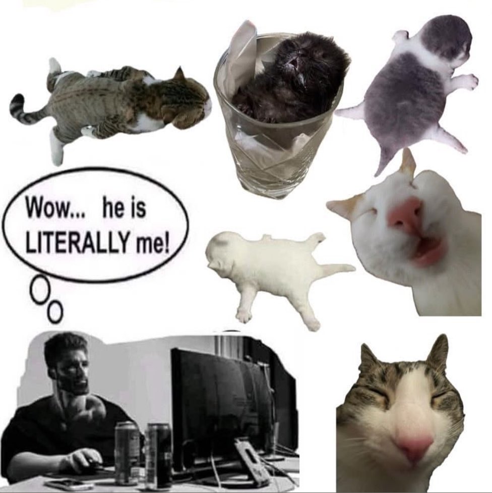 PunchingCat's tweet photo. https://t.co/6fPJho0v0I
