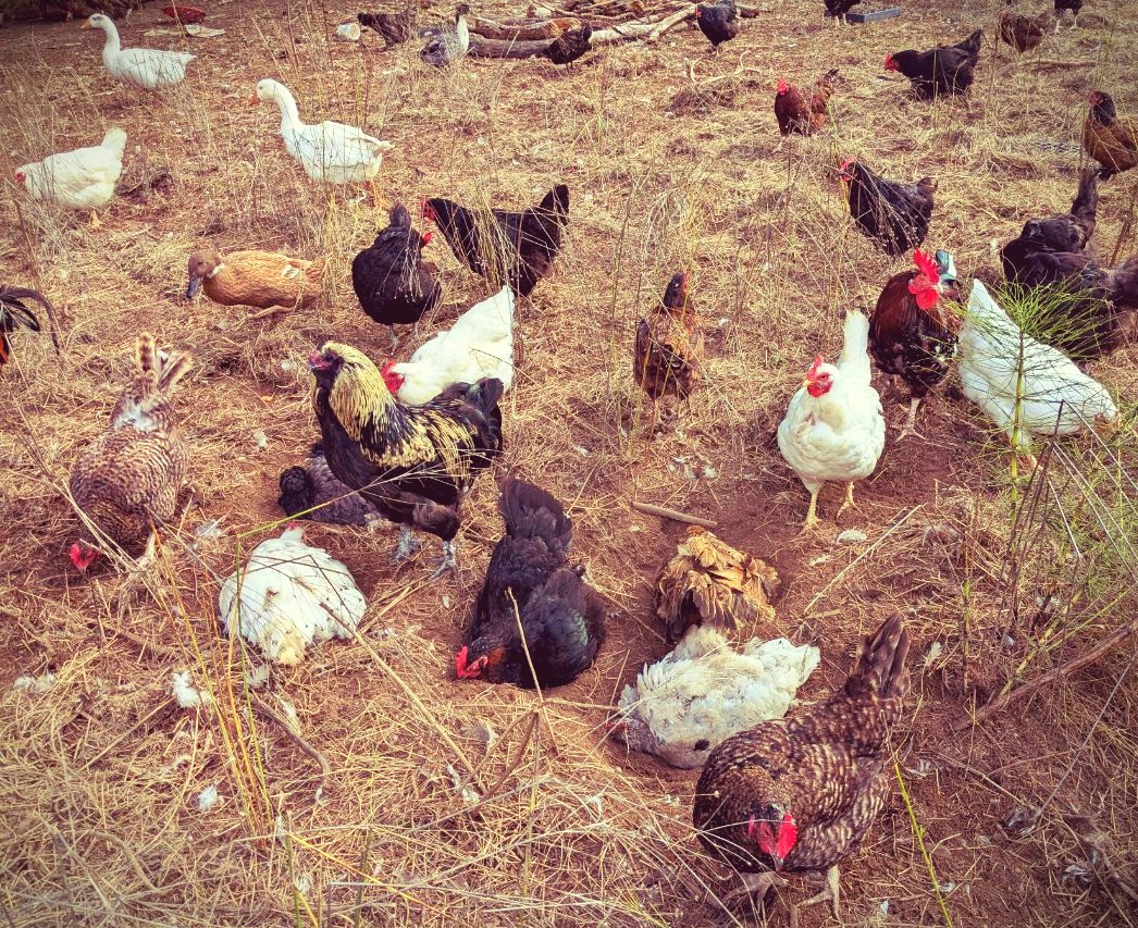 CryptidCreek's tweet photo. Our chickens are going to miss the warmer weather. The ducks and geese will love the rain of course. Might turn some sketches into buttons during the colder times. We’ve got so many plants growing on the farm and head to Patreon to see what’s being pulled from the ground 🤡 https://t.co/kq2o34BqiH