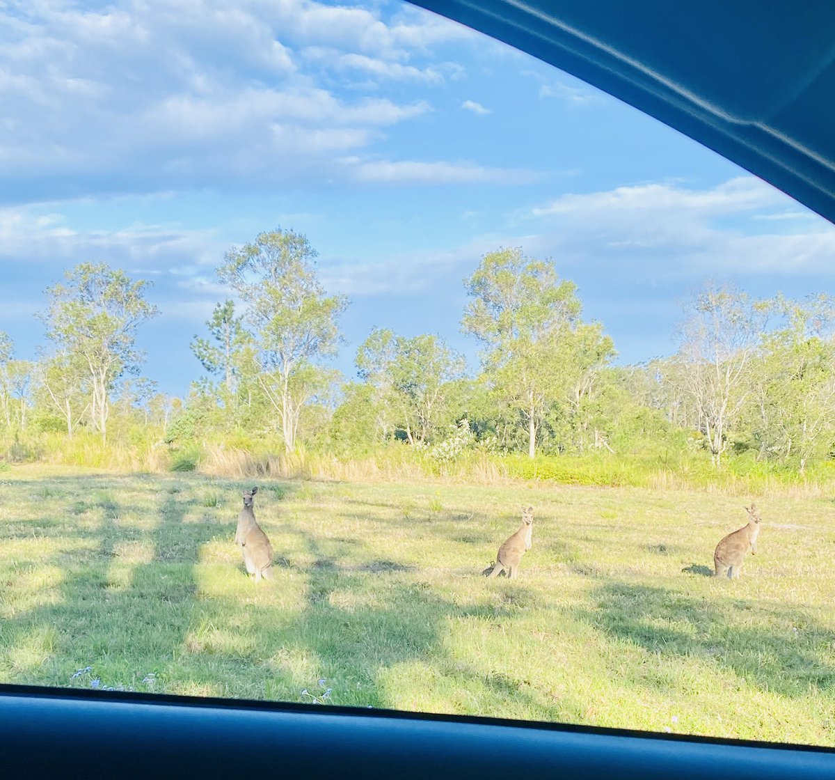jenhaggertyRN's tweet photo. Community nursing in QLD ☀️ 🦘 🦘 🦘 🌳 https://t.co/VHMxXs7v0h