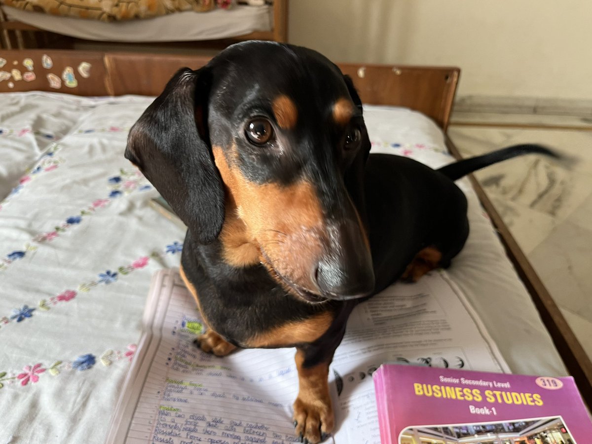 LuckysLife3's tweet photo. Studying 📚 for me exams 🐶#examstress #dog #StudyHard #study https://t.co/6AG577xPvu