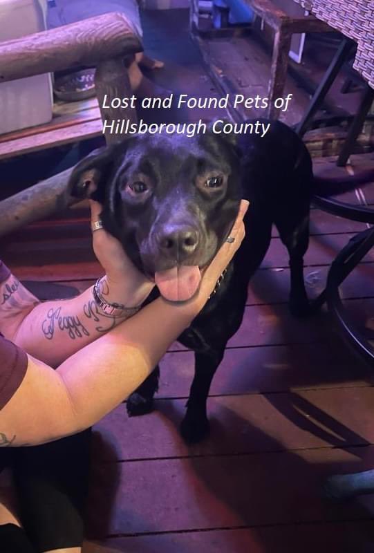 ‼️#HurricaneHelene

“09/28/24 FOUND Ruskin FL 
Bo Smith
Found close to the Wildcat Creek Boat Ramp, off  Stephens Rd. Wound on front leg”
#Ruskin #Florida