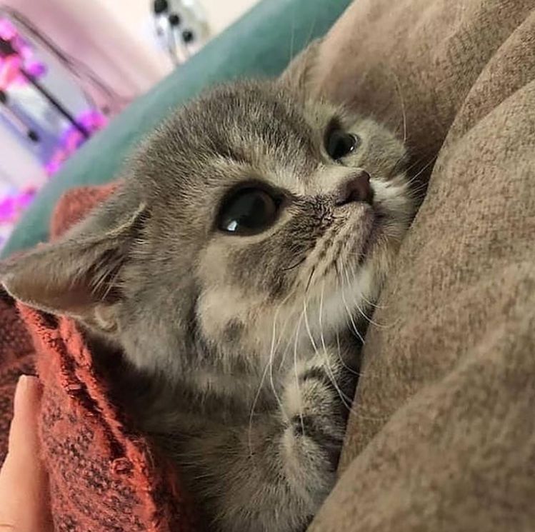 cutest cats tweet media