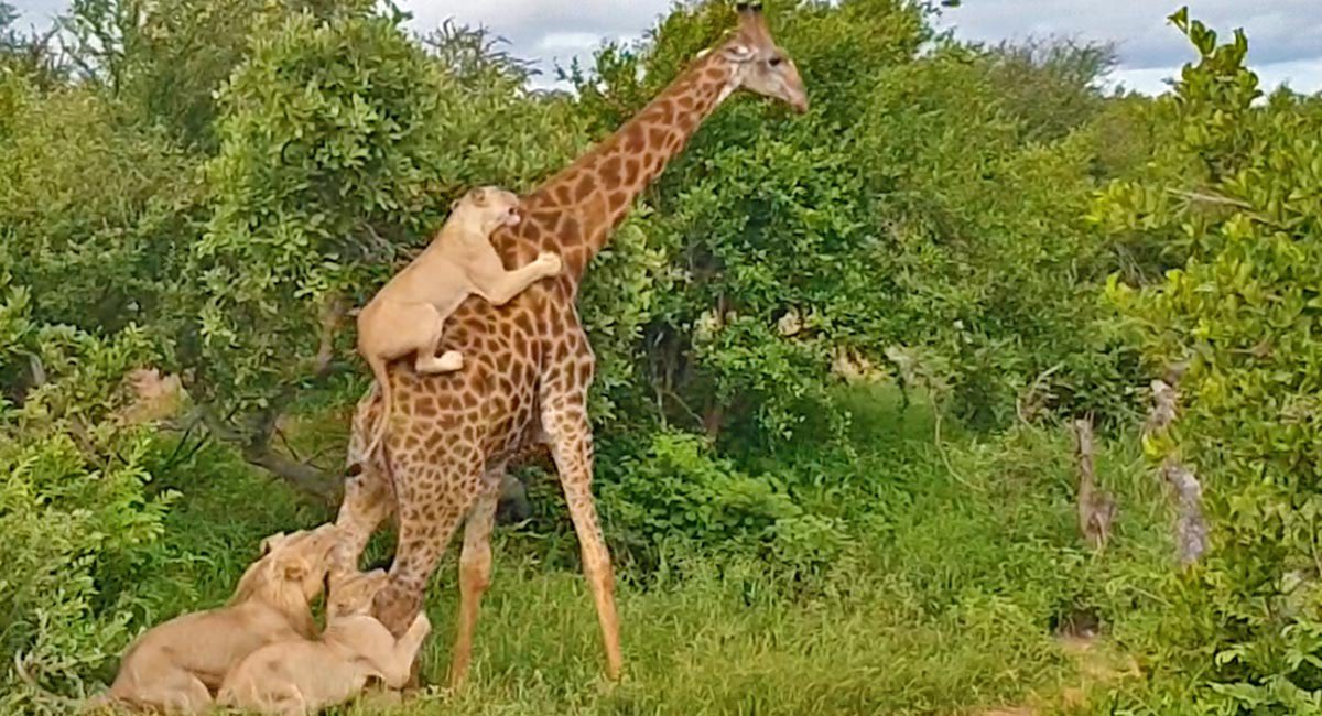 Tony Buổi Sáng tweet media