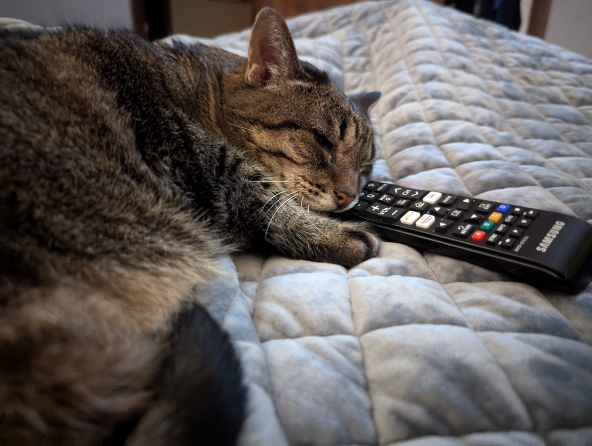 Rocketcat09's tweet photo. Audi picks that we watch on TV! #Caturday #catsontwitter https://t.co/WySD6URtRX