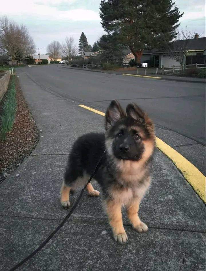 GSD_Fan_Club's tweet image. Please don't move around without giving him some love! 🥺🥺🥺