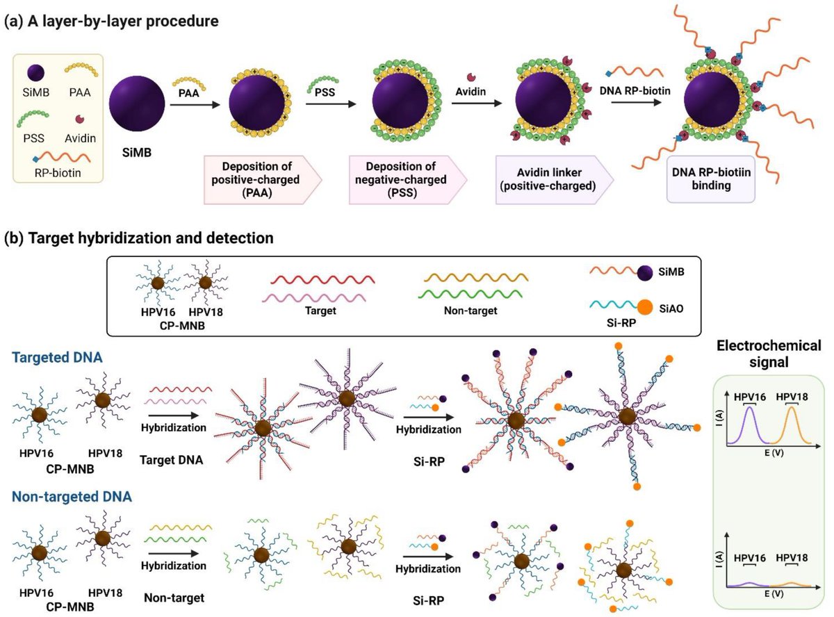 Biosensors_MDPI's tweet photo. #Review
A Multianalyte Electrochemical Genosensor for the Detection of High-Risk HPV Genotypes in Oral and Cervical Cancers
by Thanyarat Chaibun, et al.
https://t.co/f4iK3z9560
@MDPIOpenAccess
@ChemMatSci_MDPI
#Electrochemical #Cancers #Genosensor #biosensors https://t.co/bXD1RJy4ed