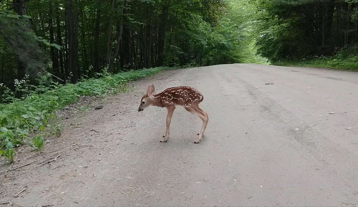 Deerpostss's tweet photo. Gamer posture https://t.co/KR3J5zWKvt