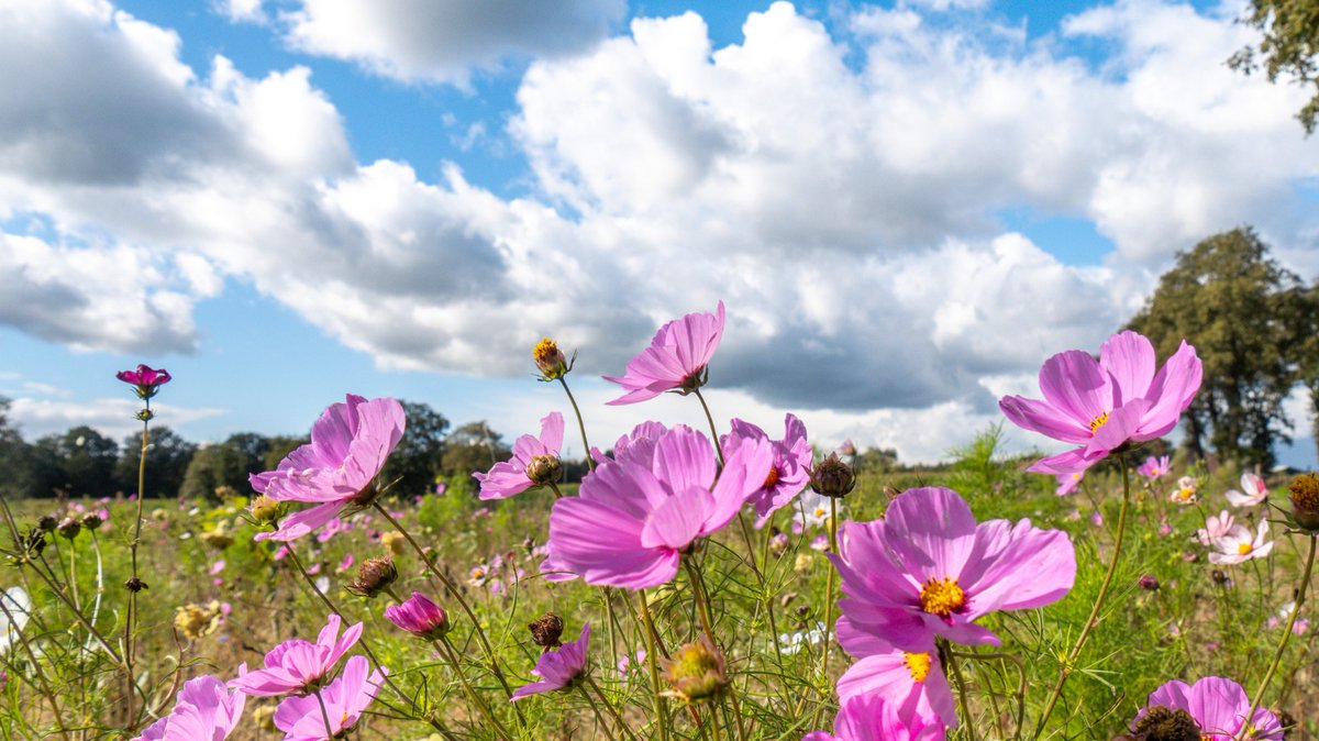 Goedemorgen! Na een koude nacht volgt een mooie zondag met veel zon en blijft het overal droog. Even van genieten, want vanaf morgen keren wind en regen weer terug!👉 Buienradar.nl - Actueel weerbericht en verwachtingen voor Nederland

📷 Jos Hebben
