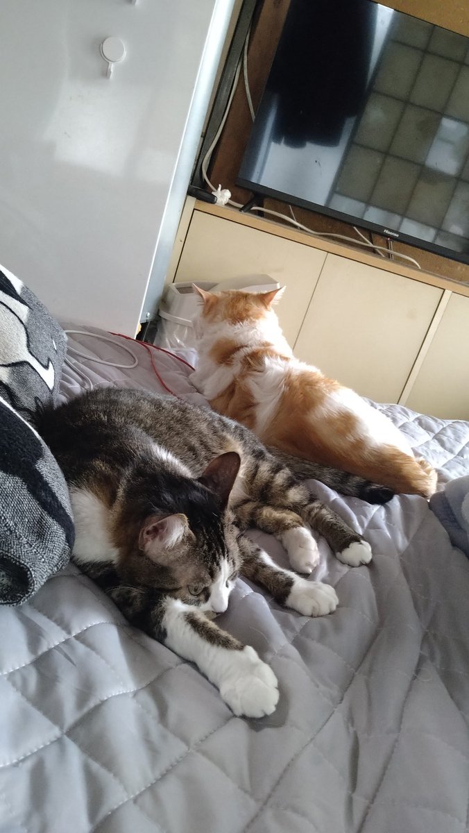 今日は涼しいです
うちの子たちはこんなんです😸