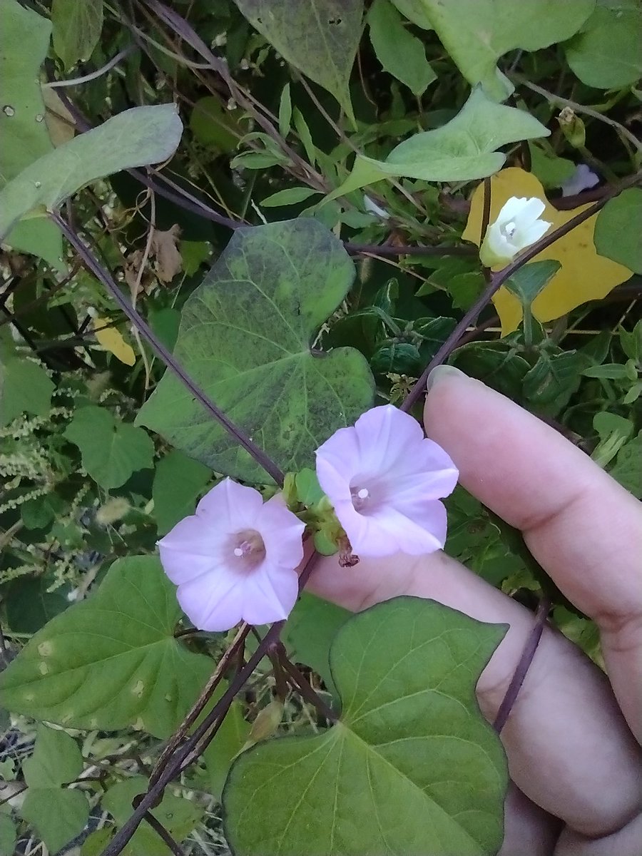 ちっちゃい朝顔の花
