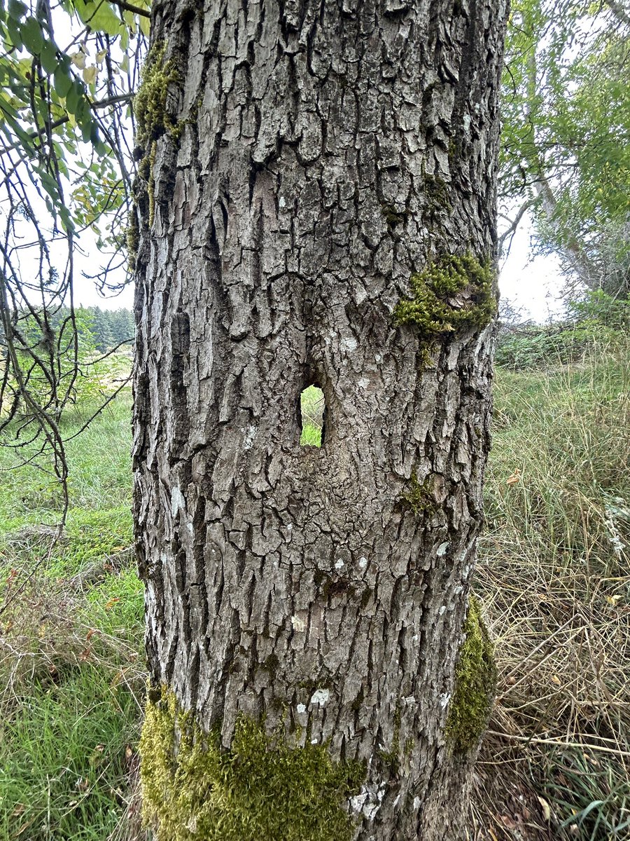 PupPiggy's tweet photo. I’m… a bit heartbroken and exhausted. I try not to whine on here so I’ll leave it at that. Much love all y’all, have a tree with a portal https://t.co/3WJmRkbx4N
