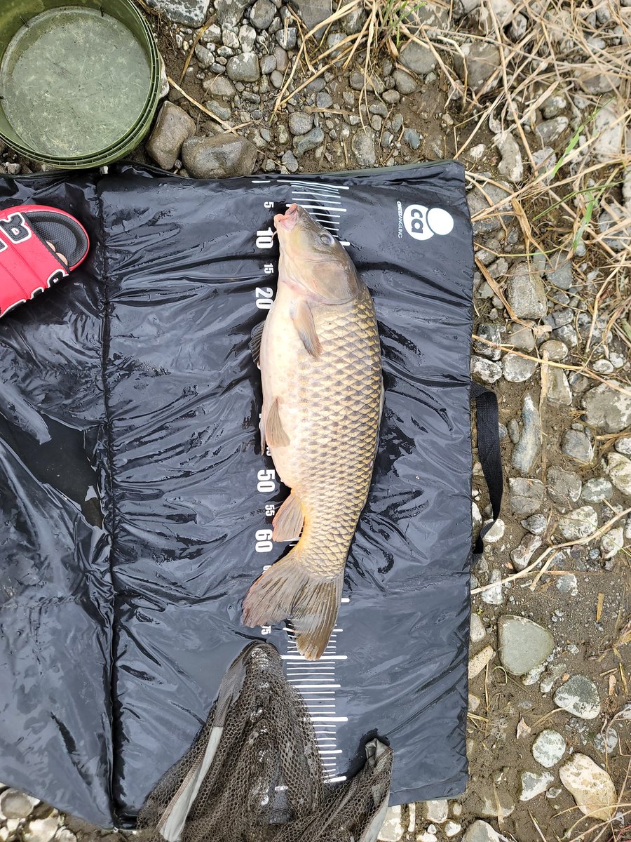 追加来た～⤴️