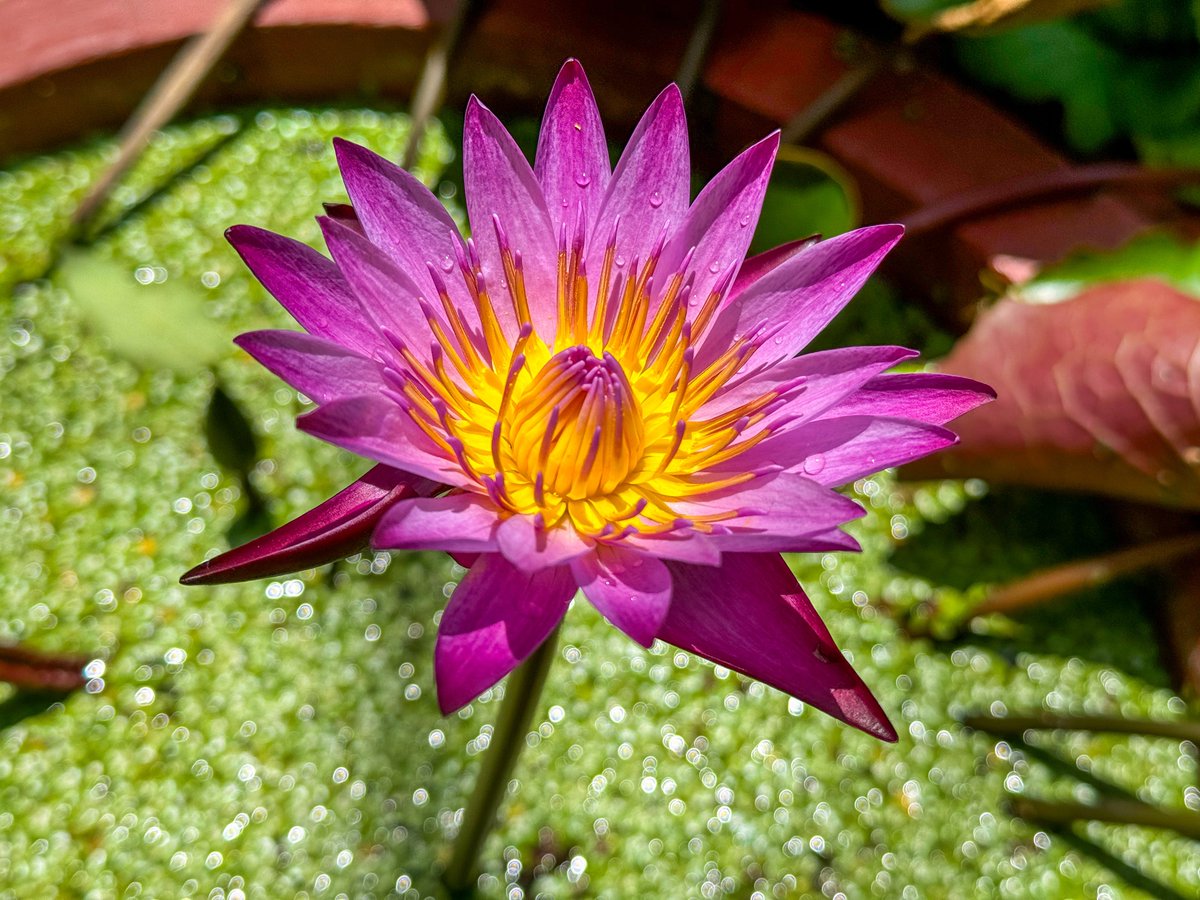 美しい睡蓮の花が咲いてました🪷
私たち『凪リトリートプログラム』は凪いでいる水面で蓮の花が綺麗に咲いている雰囲気をモチーフにロゴ作りをしました🌱海外の地で窮屈な日常から離れて心身ともにリフレッシュできる非日常なリトリート体験をお届けします✨
#リトリート #海外リトリート #瞑想ヨガ