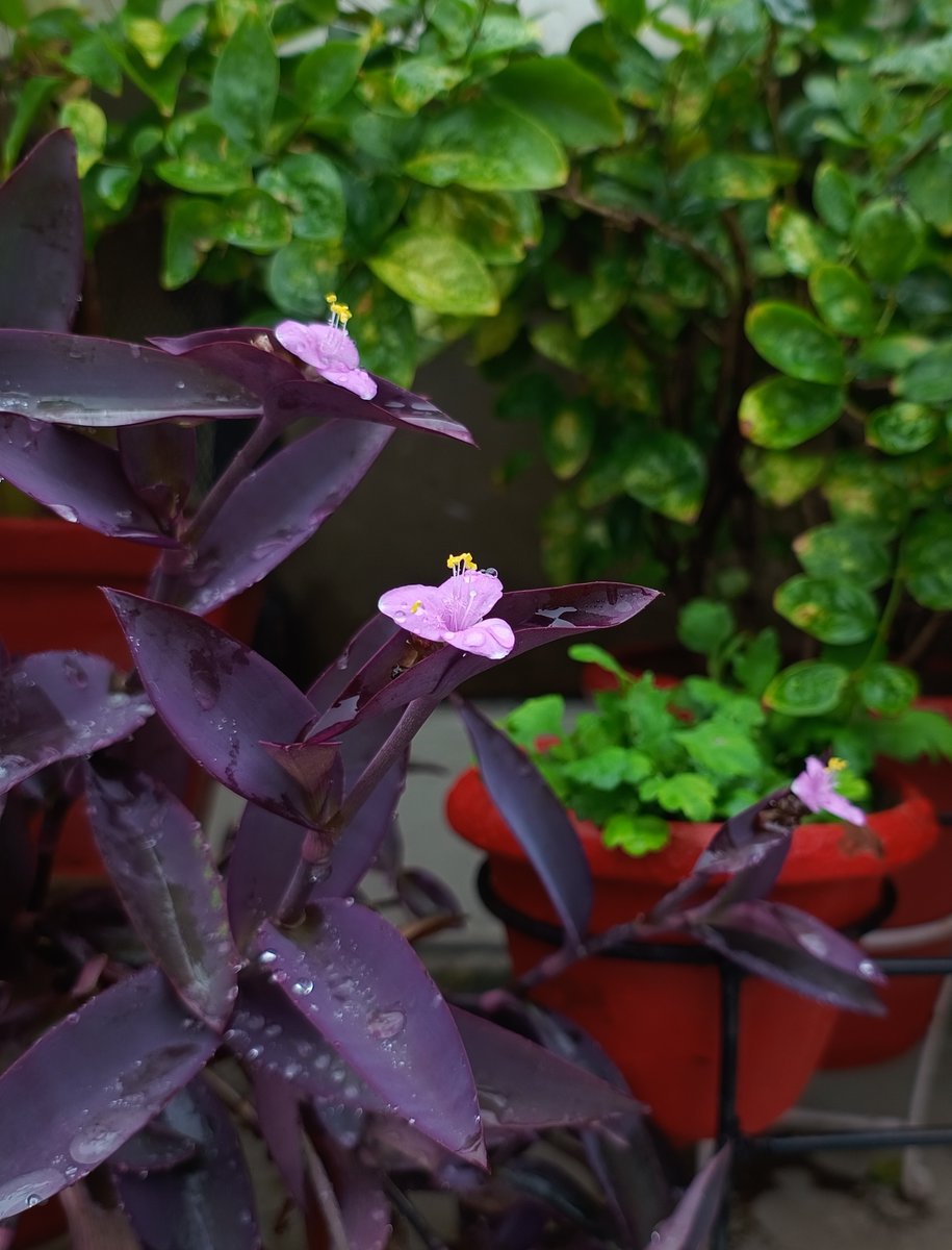 Sunday, wet and vibrant!