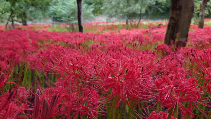 曼珠沙華公園素敵なところでしたまた来年も行きたいな 